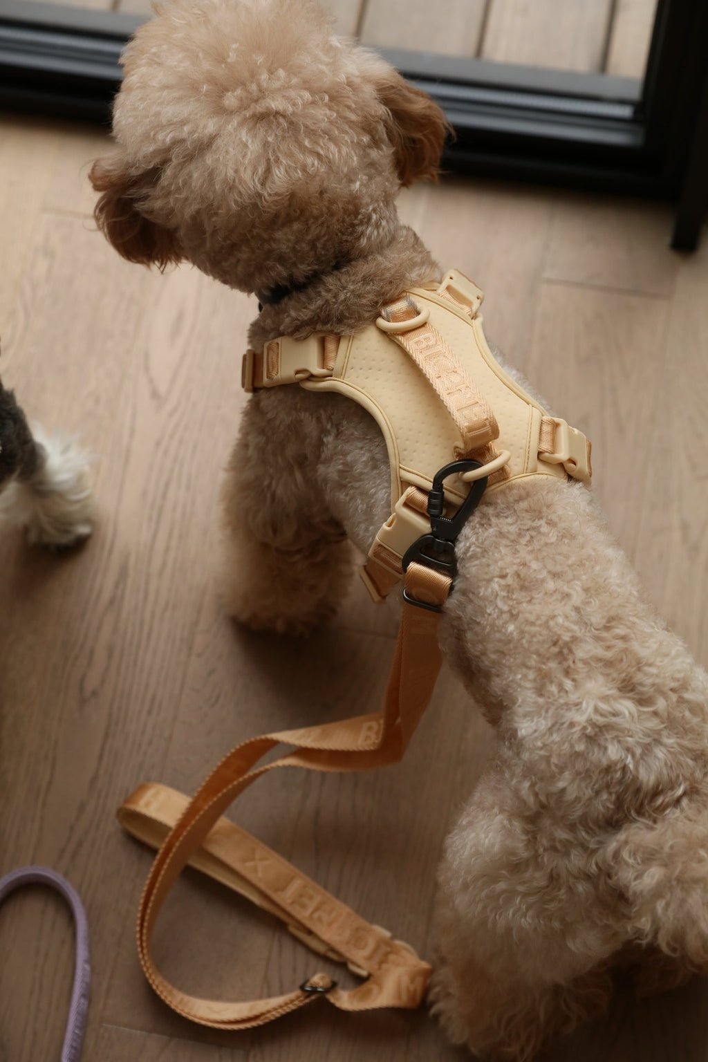 No-Pull Active Pet Harness — Breathable, Adjustable Dog Harness with Dual Buckle & Anti-Pull Rings