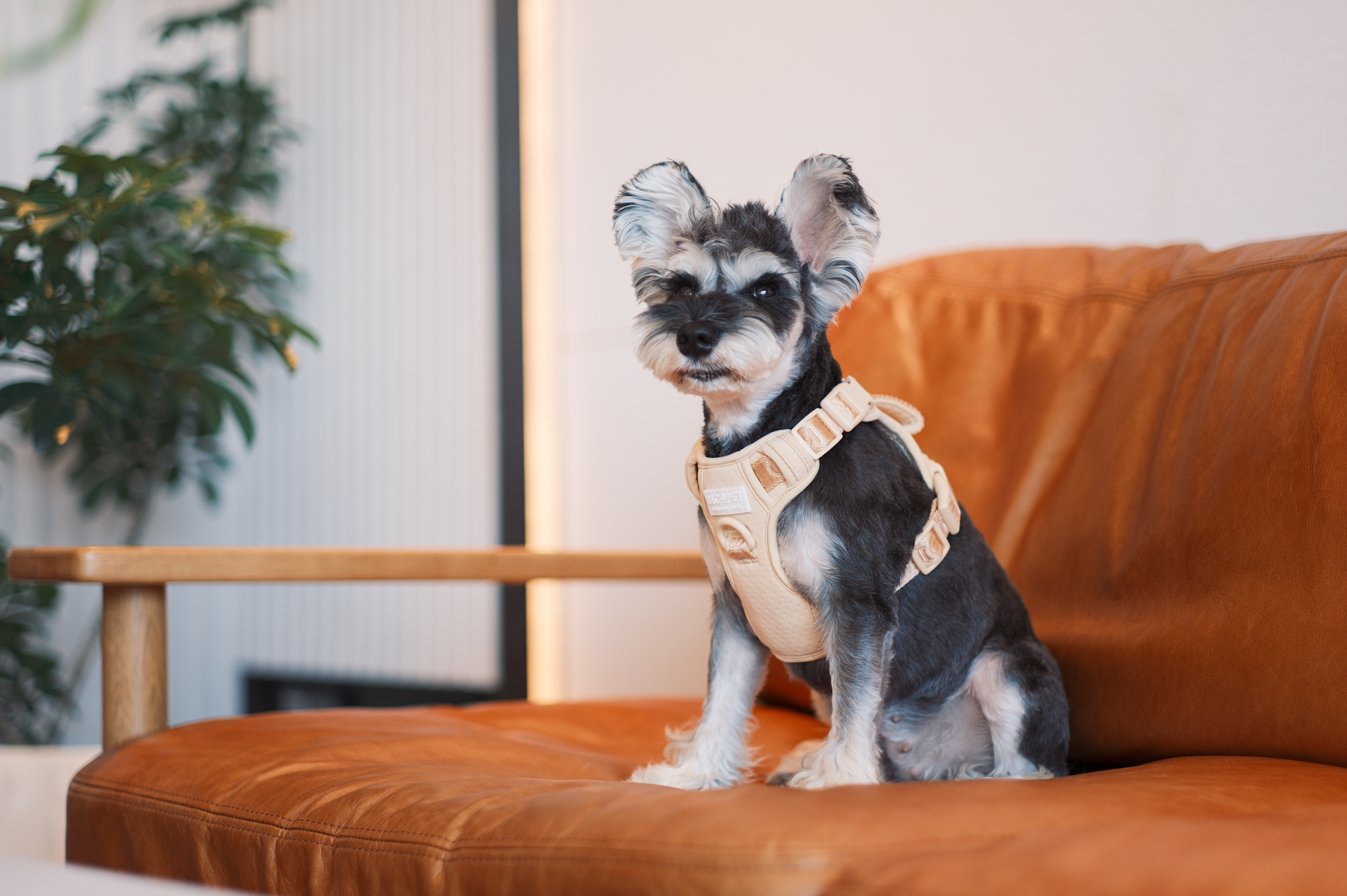 No-Pull Active Pet Harness — Breathable, Adjustable Dog Harness with Dual Buckle & Anti-Pull Rings