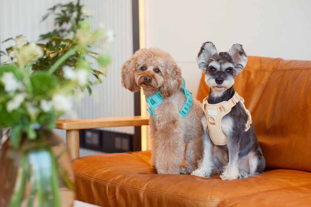 No-Pull Active Pet Harness — Breathable, Adjustable Dog Harness with Dual Buckle & Anti-Pull Rings