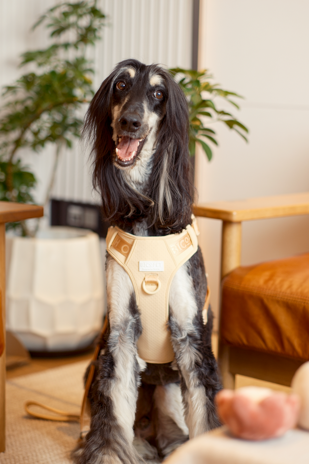 No-Pull Active Pet Harness — Breathable, Adjustable Dog Harness with Dual Buckle & Anti-Pull Rings