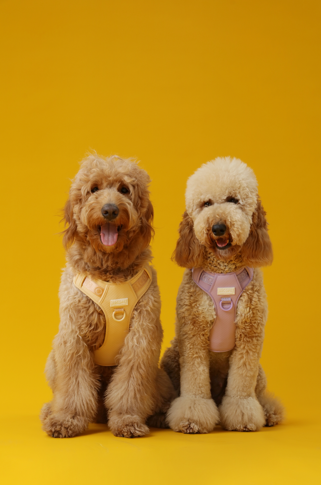 No-Pull Active Pet Harness — Breathable, Adjustable Dog Harness with Dual Buckle & Anti-Pull Rings