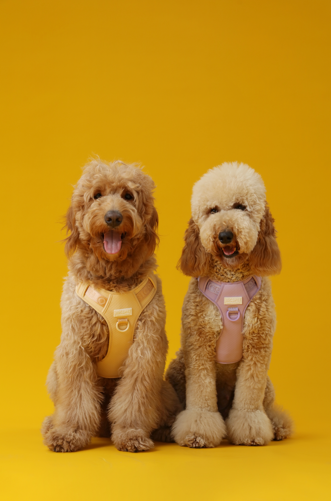 No-Pull Active Pet Harness — Breathable, Adjustable Dog Harness with Dual Buckle & Anti-Pull Rings