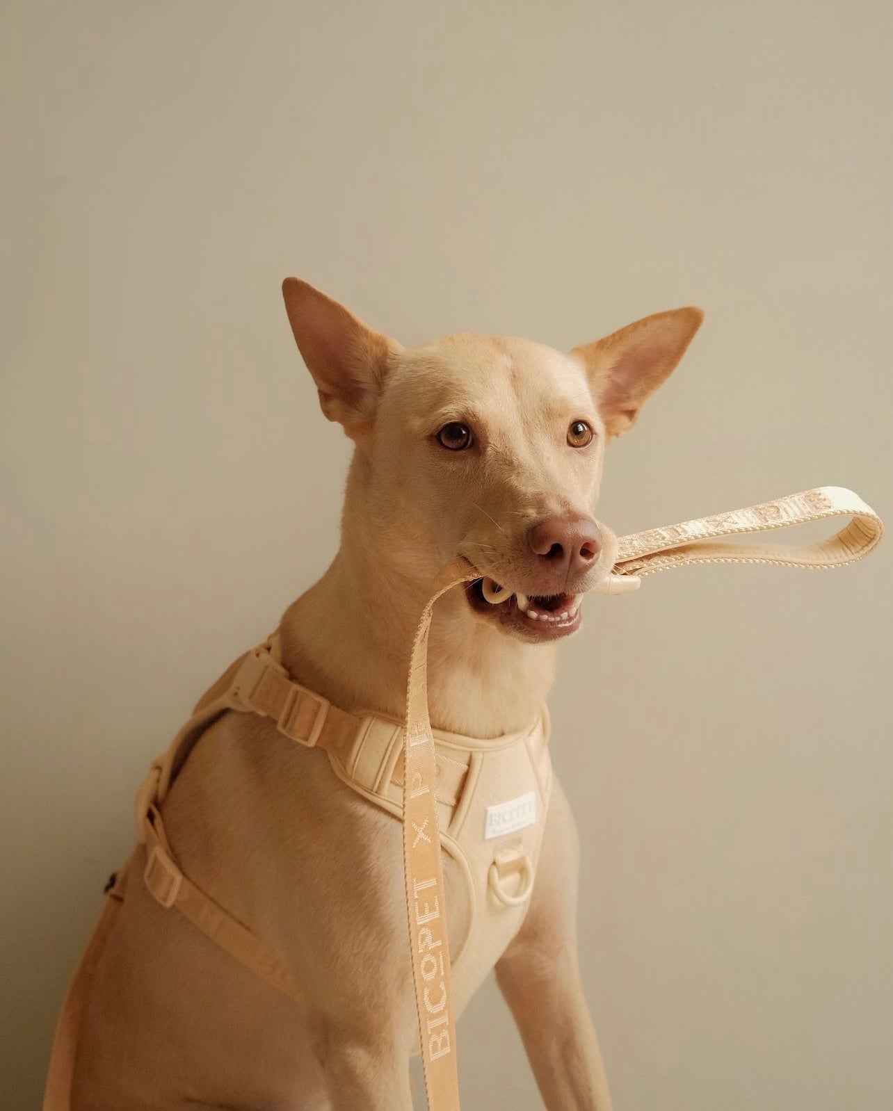 No-Pull Active Pet Harness — Breathable, Adjustable Dog Harness with Dual Buckle & Anti-Pull Rings
