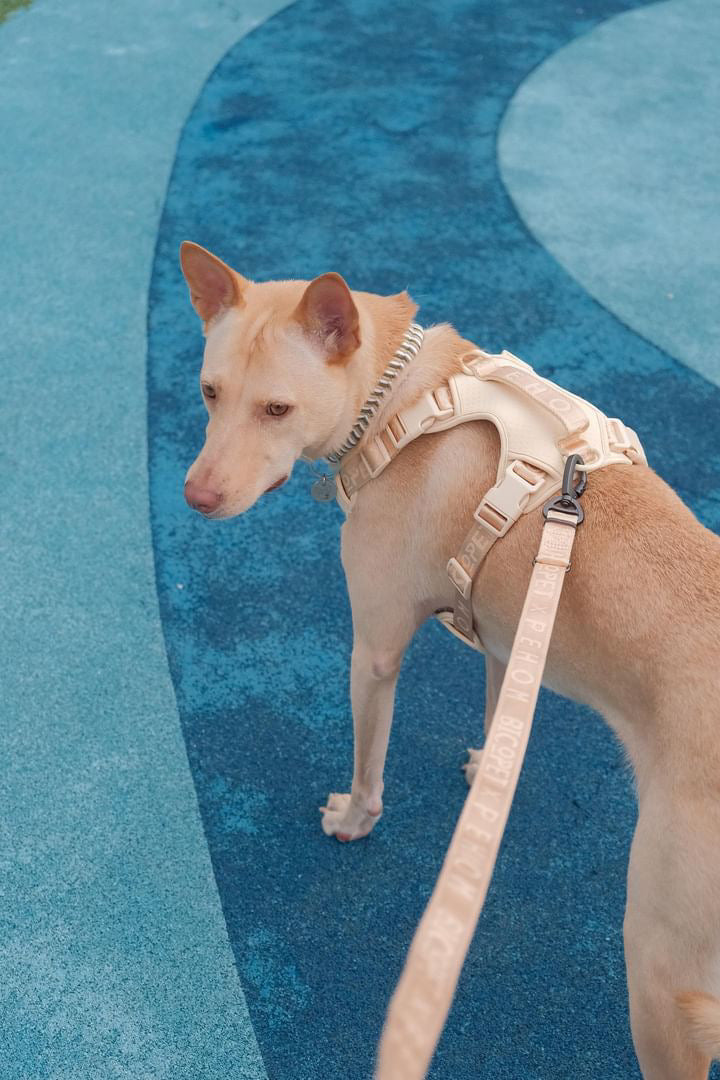 No-Pull Active Pet Harness — Breathable, Adjustable Dog Harness with Dual Buckle & Anti-Pull Rings